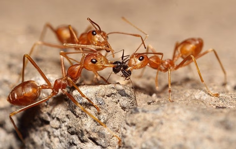 three ants